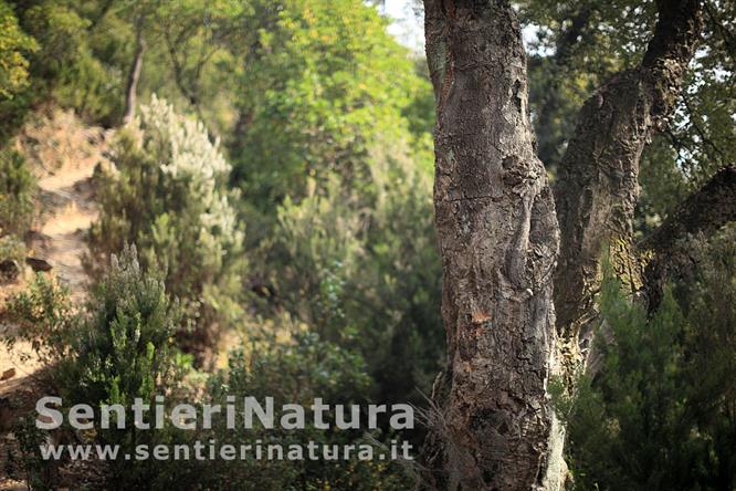 03-Vegetazione alle pendici del monte Castello