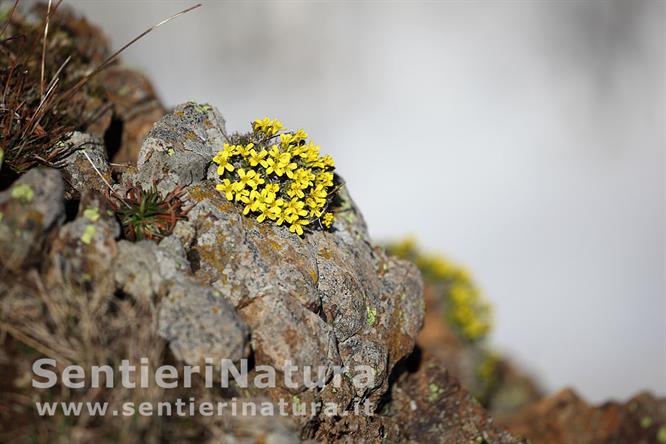 14-Draba gialla sulla cresta del Roncalla