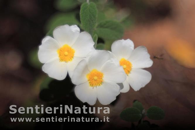 11-Fioriture di cisto femmina