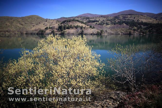 03-Prime fioriture sulle sponde del lago di Giacopiane