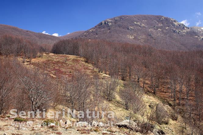 08-Schiarite con eriche nella faggeta ancora in abito invernale