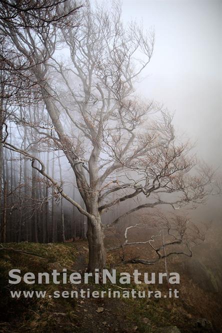 07-Nebbia in cima al monte Zatta di Ponente