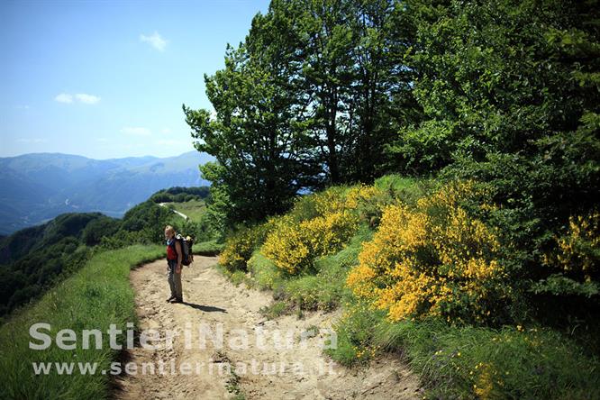 14-Ginestre sulla pista del monte Comunitore