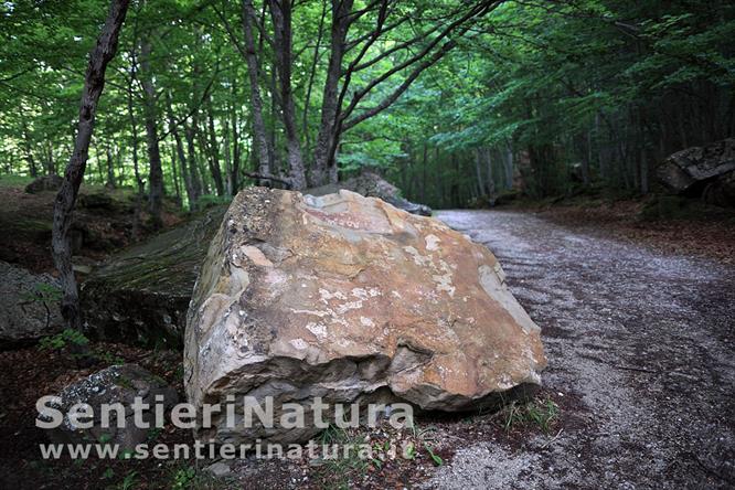 01-La faggeta sulla pista alla partenza