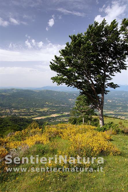 01-Fioriture di ginestre a Macchie Piane