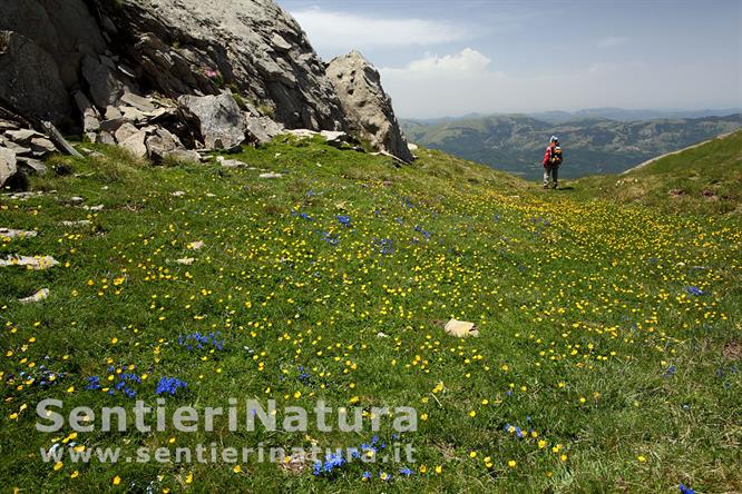 10-Prati fioriti lungo la cresta di Cima Lepri