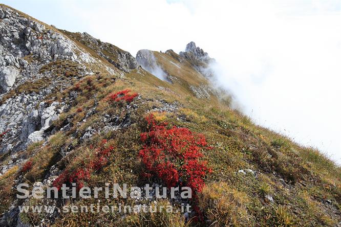 11-Colori autunnali presso la vetta del Chiadin ovest