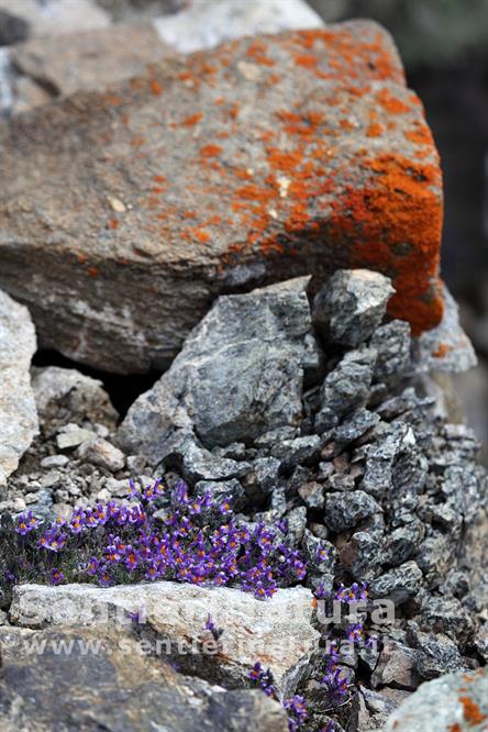 08-I colori della linaria alpina e dei licheni