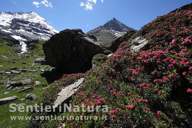 19-Fioriture di rododendri al Grand Nomenon