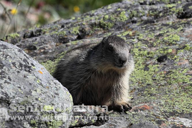06-Marmotta nei pressi del sentiero