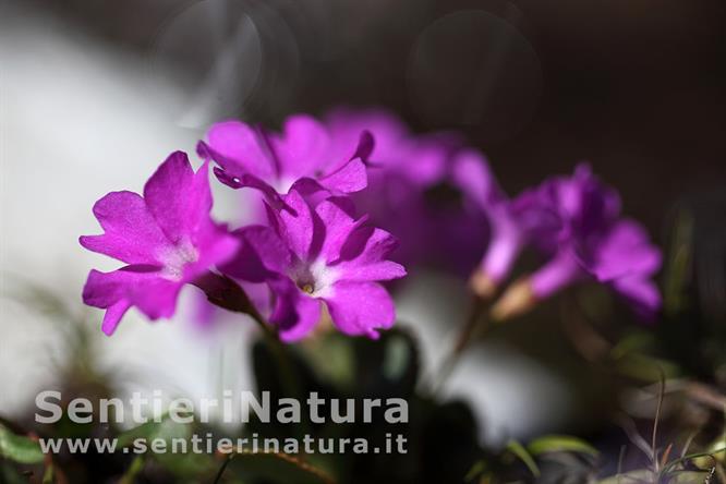 21-Primula villosa