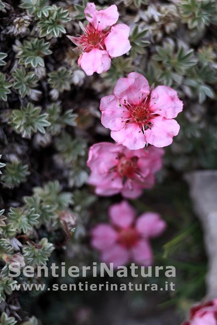 14-Potentilla rosea