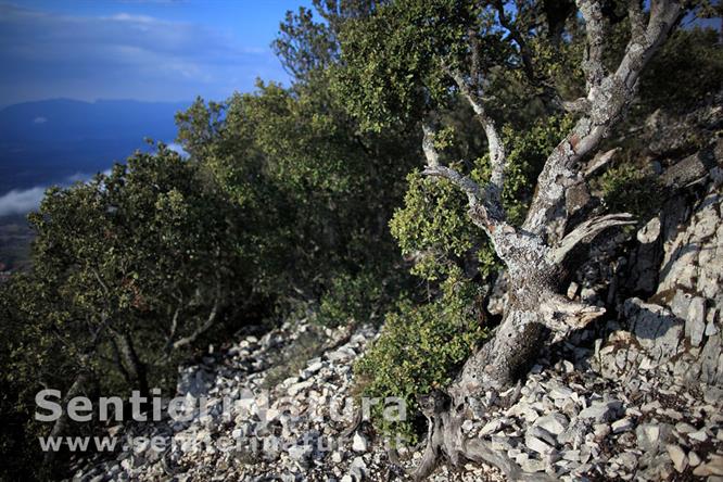 06-Arbusti contorti sulla cresta rocciosa del Bardia