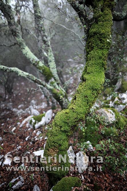 09-Vegetazione contorta e coperta da muschio sulla cresta del Bardia