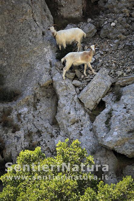 17-Capre arroccate in parete