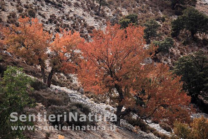 18-Aceri minori in abito autunnale