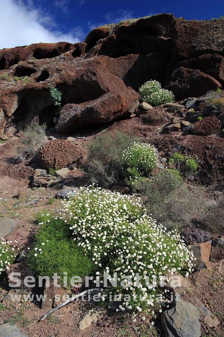 12-Fioriture sulle rocce vulcaniche