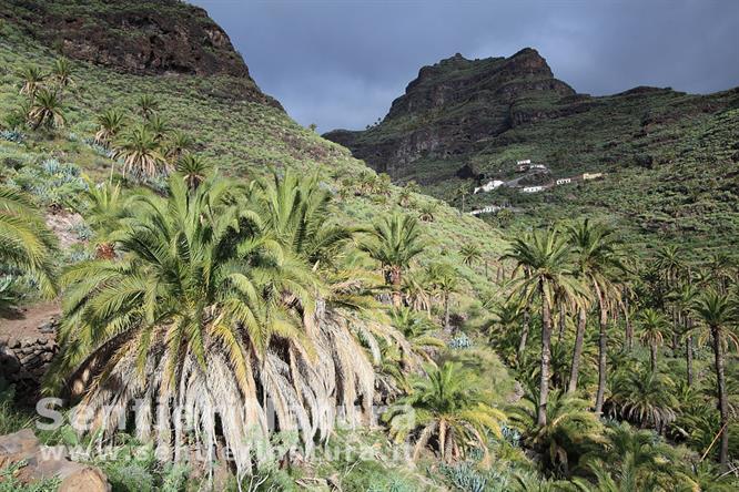 02-Vegetazione a palme all'ingresso del barranco de Guarimiar