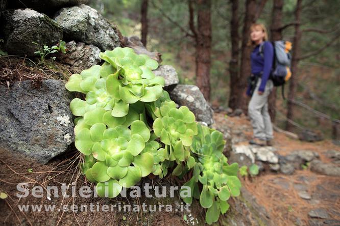 10-Grandi Aeonium durante la risalita