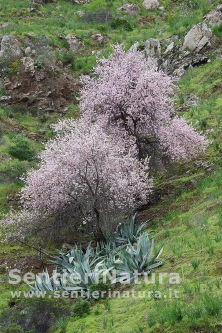 07-Mandorli in fiore presso La Laja