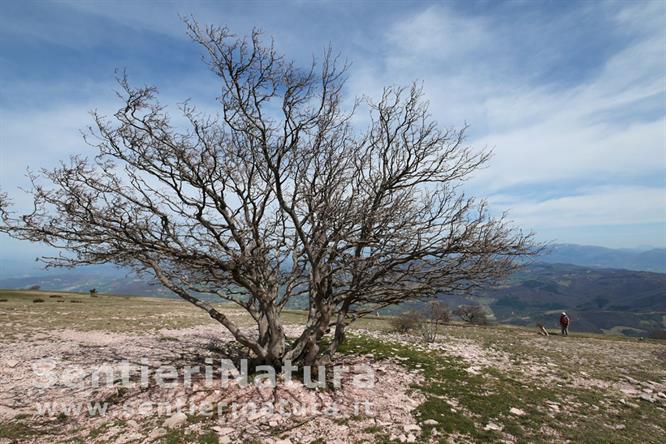 02-Albero isolato sui prati sommitali del Subasio