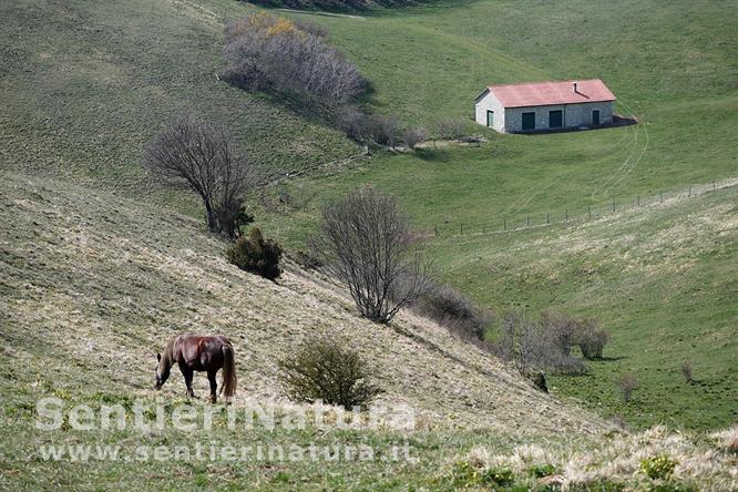 15-I pascoli del Subasio