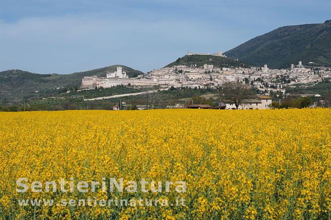 16-Primavera ad Assisi