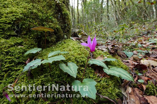 03-Fioriture di ciclamini nel sottobosco