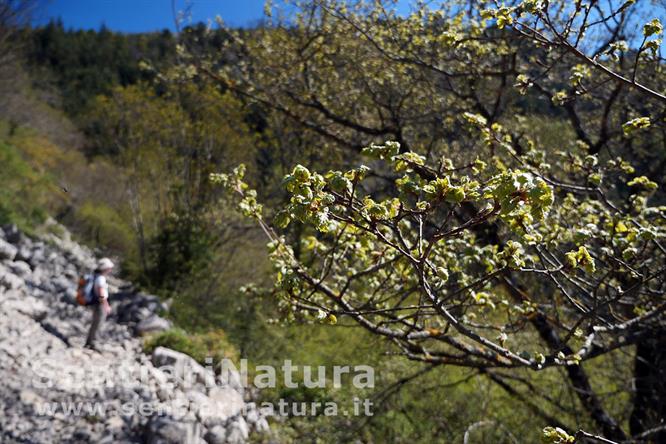 01-Primavera alle pendici del monte Tezio