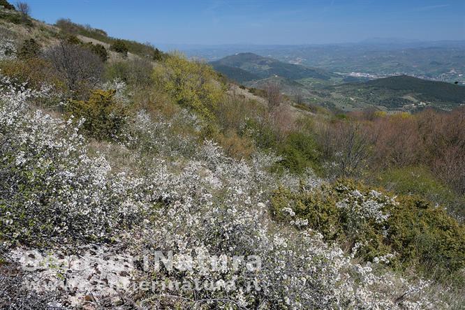 07-Arbusti fioriti presso la vetta del Tezio