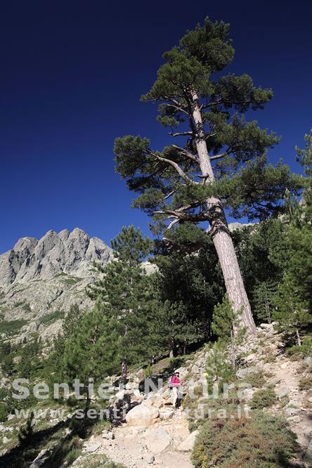 01-Maestoso esemplare di pino laricio in Val Restonica