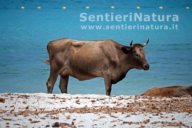 11-Strane presenze sulla spiaggia di Loto