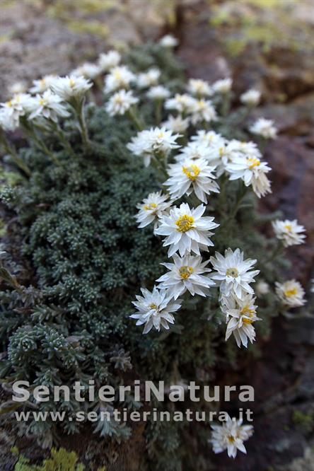 13-Fioriture di Helichrysum frigidum 