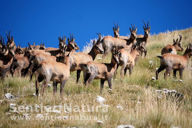 03-Camosci appeninici sulle pendici del monte Tremoggia