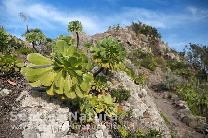 03-Grandi piante di Aeonium sulla cresta del Baracan