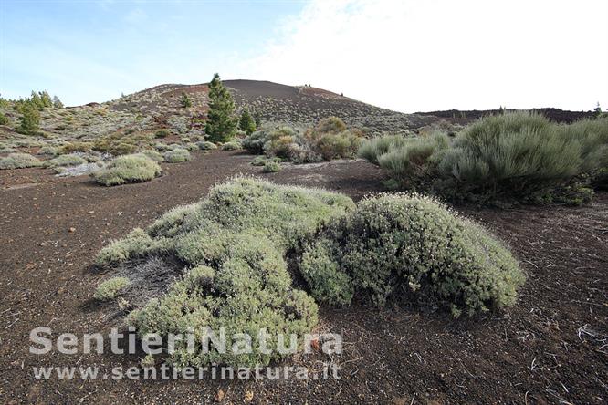 04-Bassa vegetazione colonizza le sabbie vulcaniche