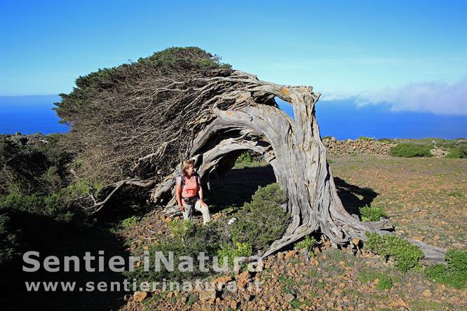 04-I ginepri Sabina piegati dal vento nella parte occidentale di El Hierro