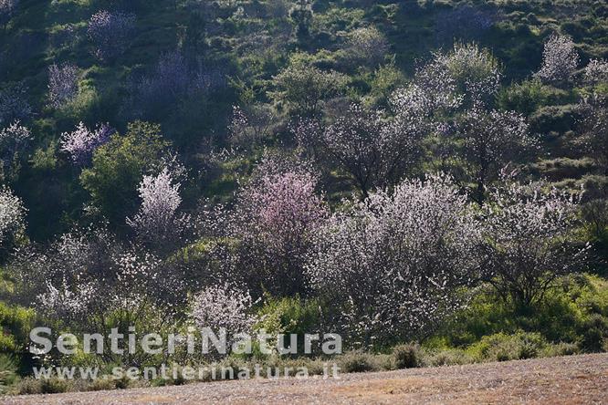 12-Mandorli fioriti a monte dell'abitato di El Pinar