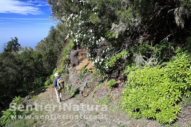 08-L'ambiente lungo la discesa verso Nuestra Señora de Candelaria