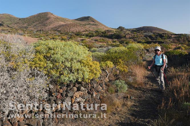 04-Euforbie e piccoli coni vulcanici nel paesaggio del Camino de la Restinga