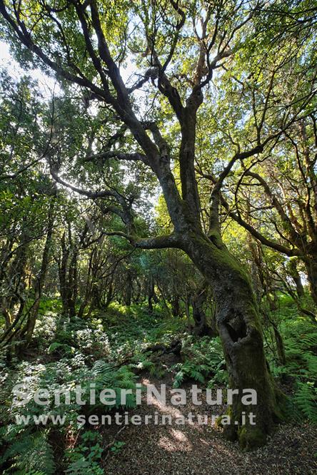 02-L'ombrosa foresta di laurisilva nella Llania