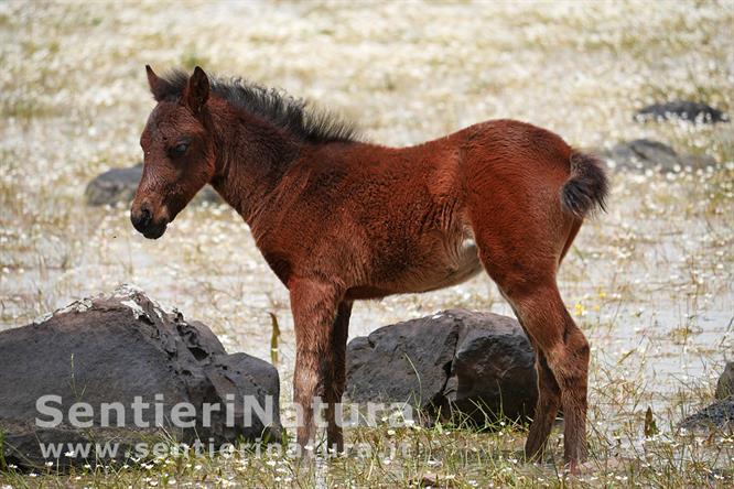 04-I piccoli cavalli del Parco della Giara