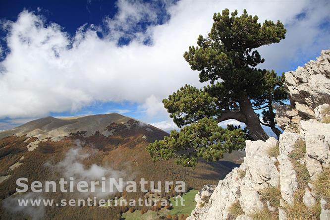 07-Pino Loricato alle pendici del Pollino con la Serra del Prete sullo sfondo