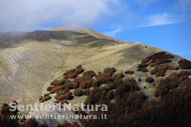 09-Ultimi lembi di faggeta prima delle praterie sommitali di Serra del Prete