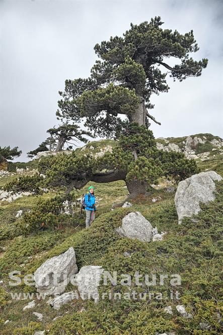 07-Pino loricato sotto la vetta della Serra di Crispo