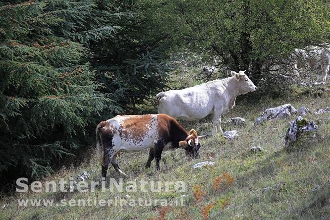 02-Mucche al pascolo sulle pendici della Serra d'Abete