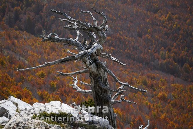 09-Pino loricato spento presso la vetta di Serra delle Ciavolele Ciavole