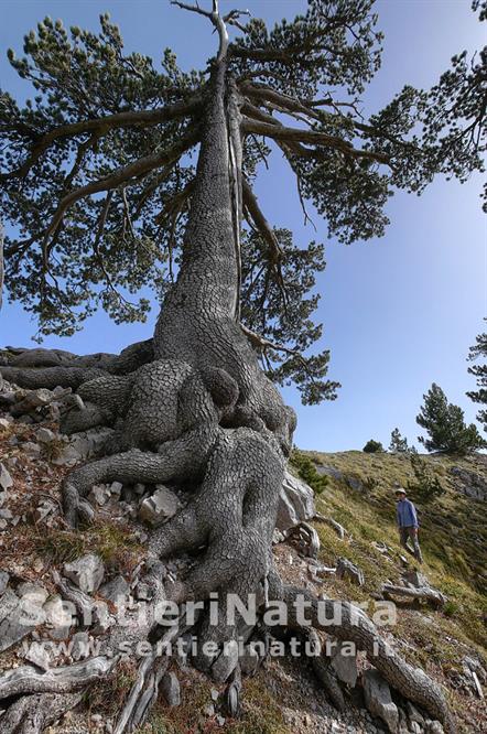 12-L'ammasso ciclopico delle radici di pino loricato