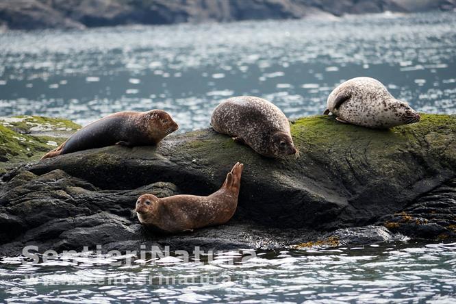 02-La colonia di foche di Loch Scavaig