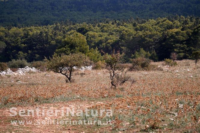 02-Tra foresta e Murgia